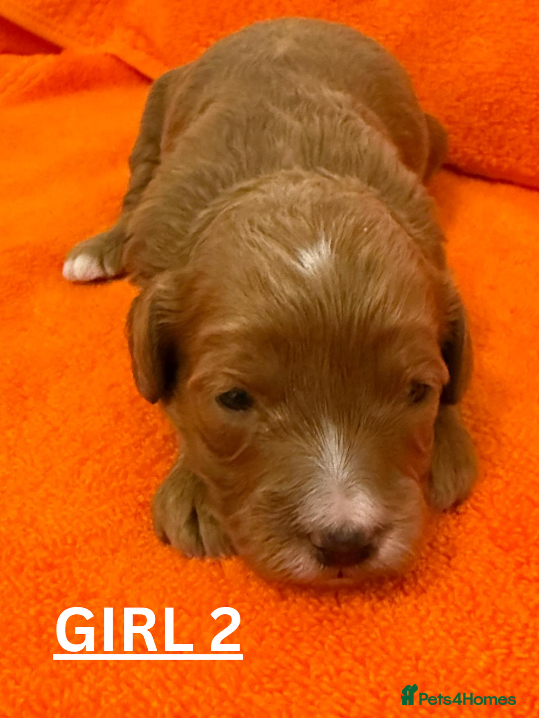 Cavapoo dogs for sale: Beautiful F1b Cavapoo's Health Tested Parents - Advert 5