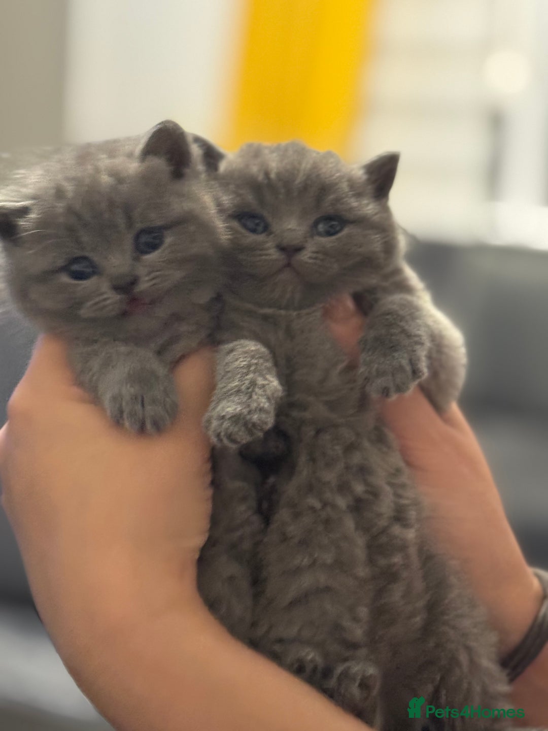British Shorthair cats for sale: Five cute and naughty kittens for sale - Image 11