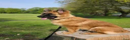 German Shepherd dogs for sale: 10 Month Old German shepherd in Birmingham - Advert 6