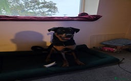 Rottweiler dogs for sale: Minnie for sale  - Image 2