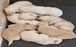 Labradoodle dogs for sale: Fox Red Labrador / Labradoodle X Puppies - Image 9