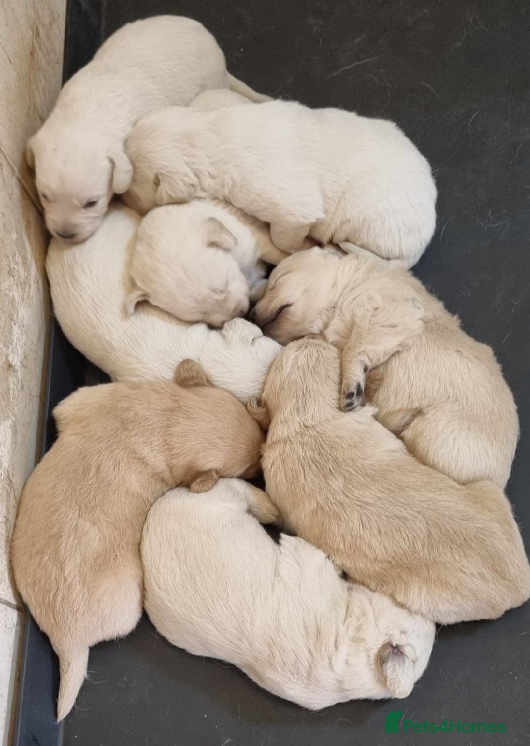 Labradoodle dogs for sale: Fox Red Labrador / Labradoodle X Puppies - Image 9