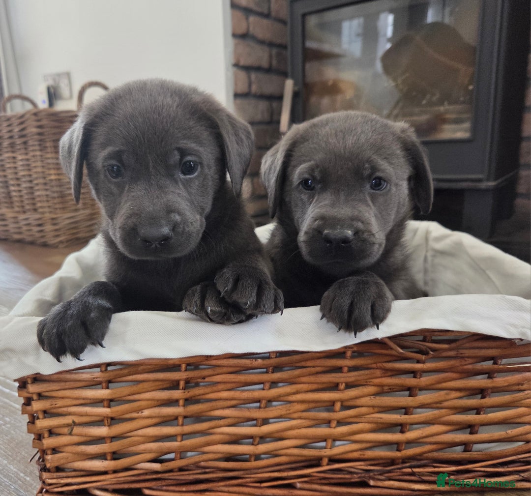 Labrador Retriever dogs for sale: 🩶 beautiful silver/Charcoal KC reg puppies 🩶 - Image 6