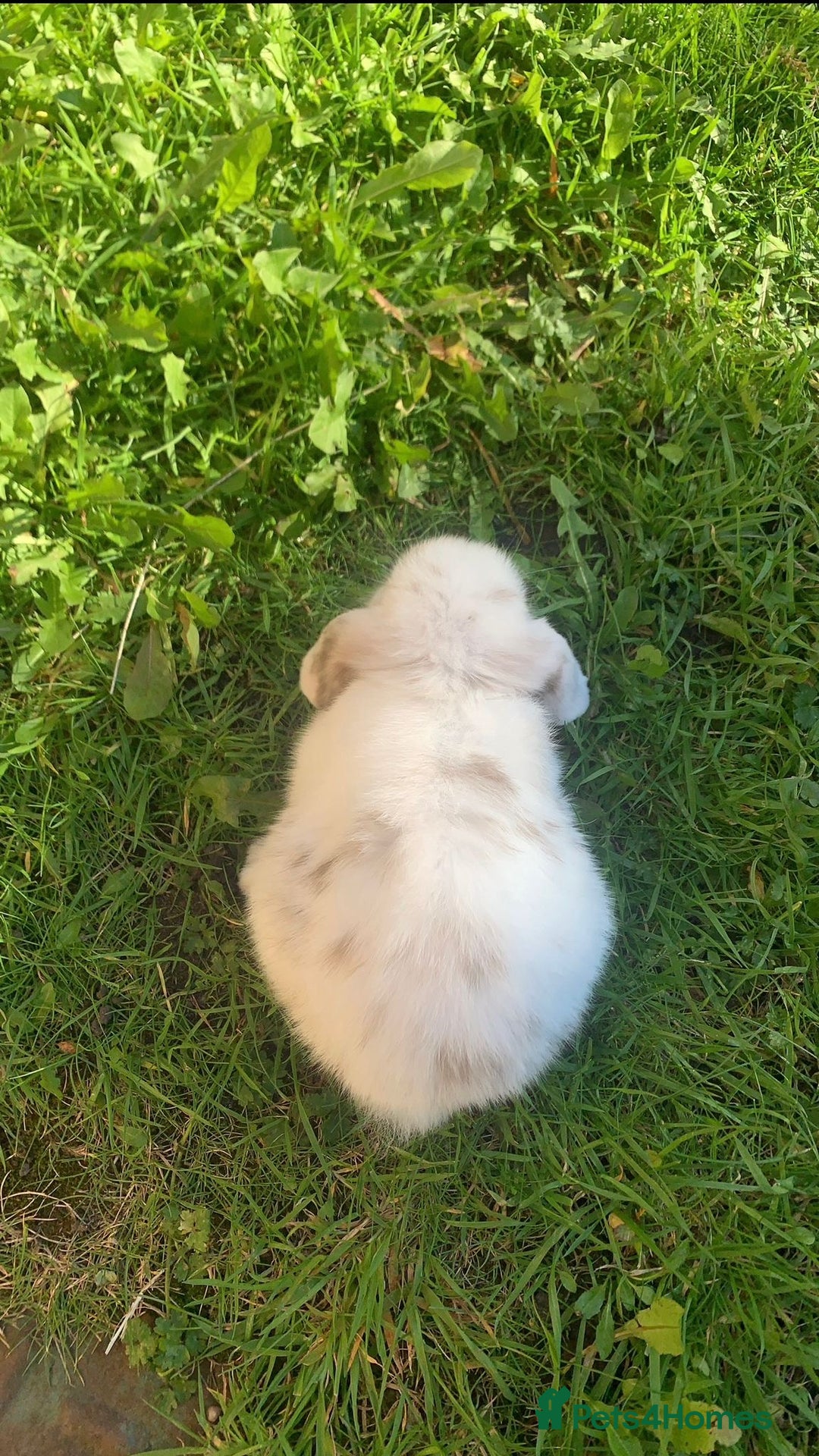 Mini Lop rabbits for sale: Mini lop - Image 5