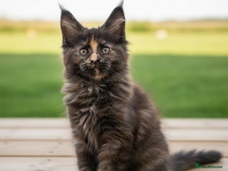 Maine Coon cats - Advert 5