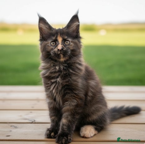 Maine Coon cats - Advert 9