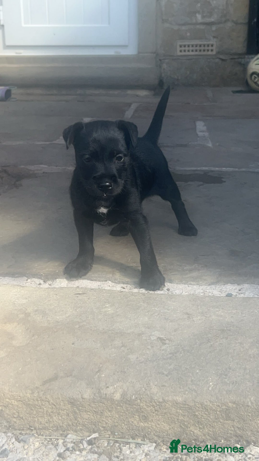 Patterdale Terrier dogs Patterdale girl puppy last one remaining - Advert 1