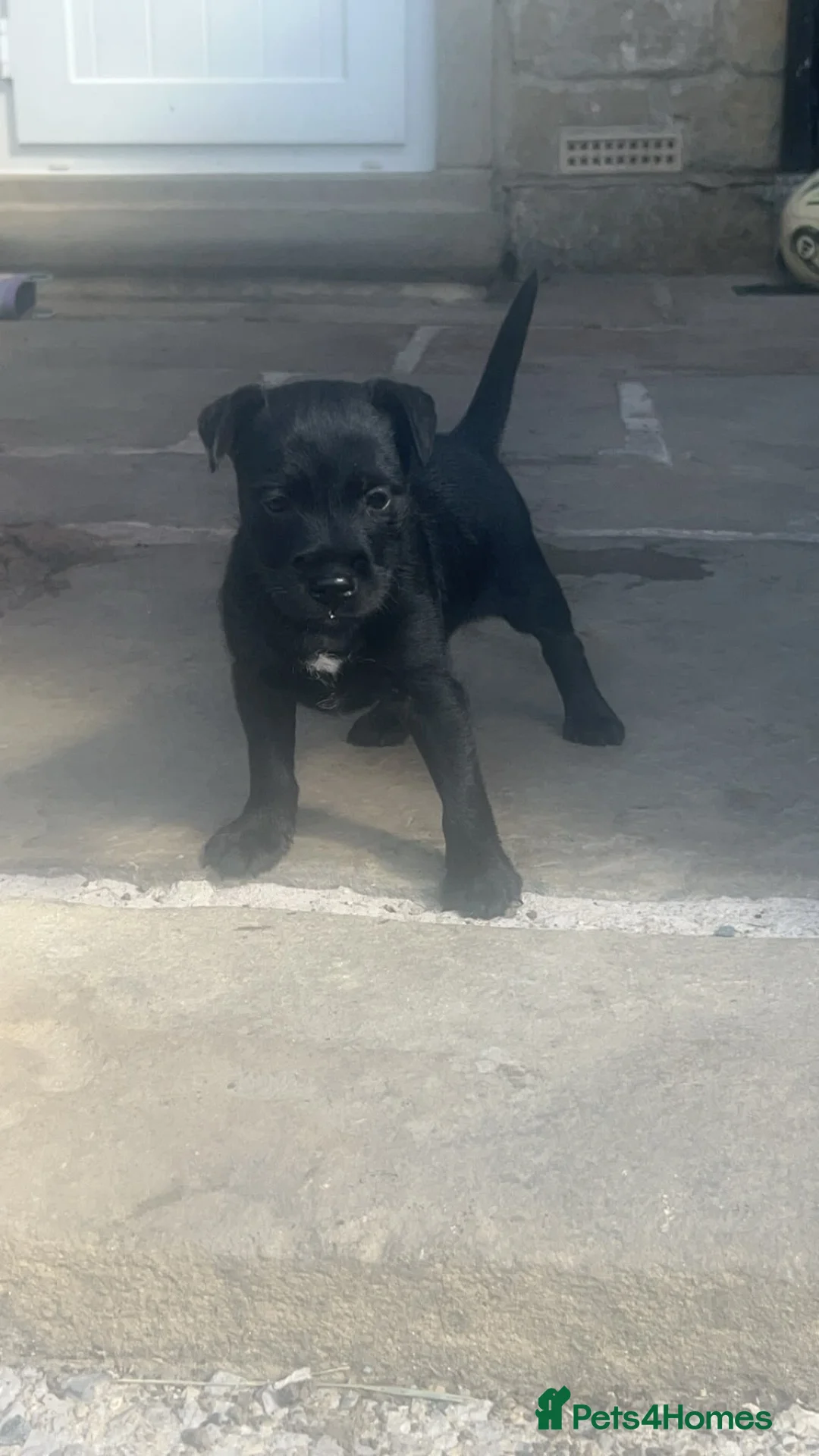 Patterdale Terrier dogs for sale: Patterdale girl puppy last one remaining - Advert 1