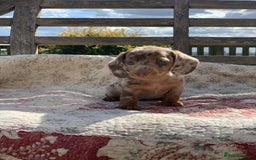 Miniature Dachshund dogs for sale: Beautiful Isabella mini dachshund  - Image 1
