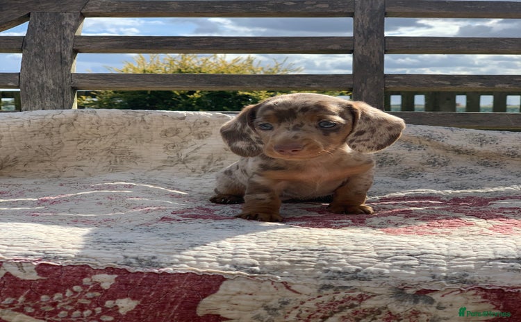 Miniature Dachshund dogs - Advert 15
