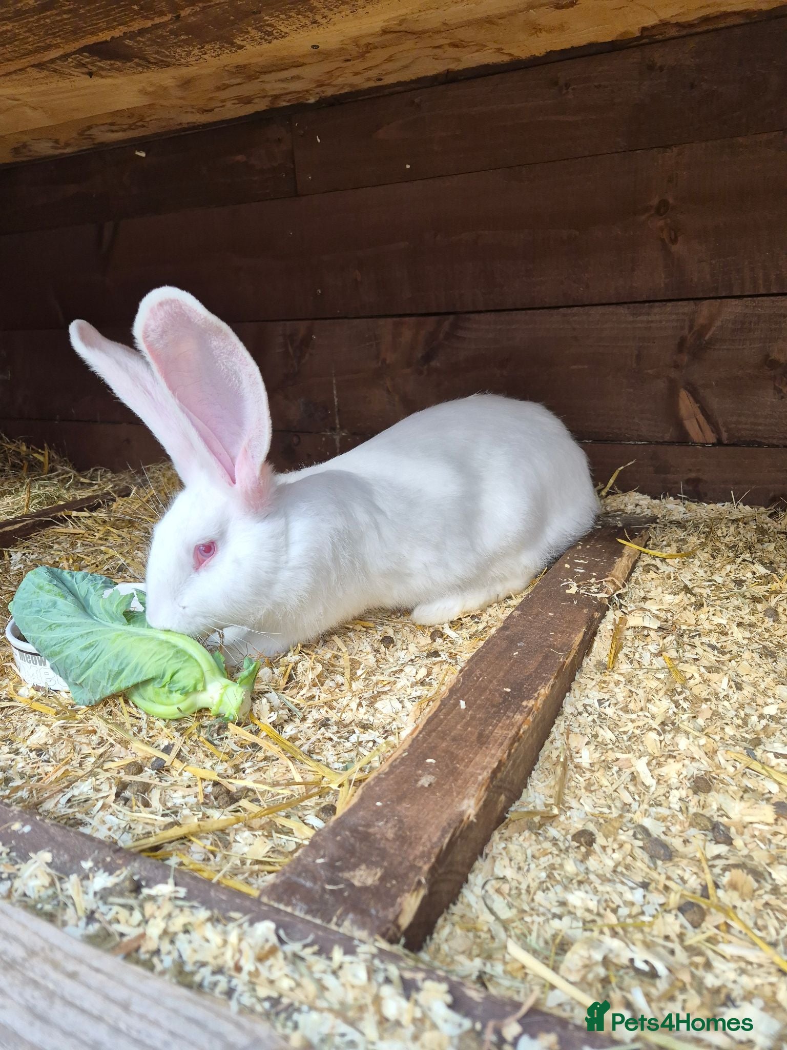 Continental Giant rabbits Continental Giants - Advert 2