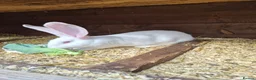 Continental Giant rabbits for sale: Continental Giants - Advert 2