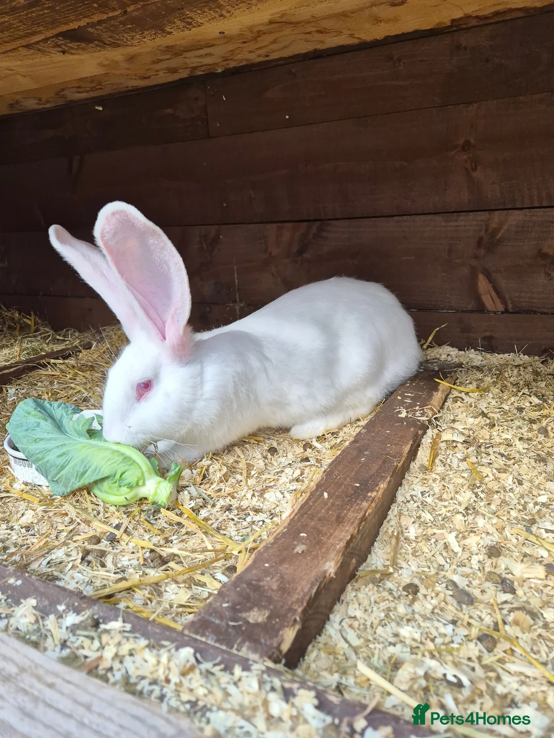 Continental Giant rabbits for sale: Continental Giants - Advert 2
