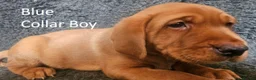 Labrador Retriever dogs for sale: Stunning Red Fox Labs-KC Reg, Health Checked, FTCH - Advert 33