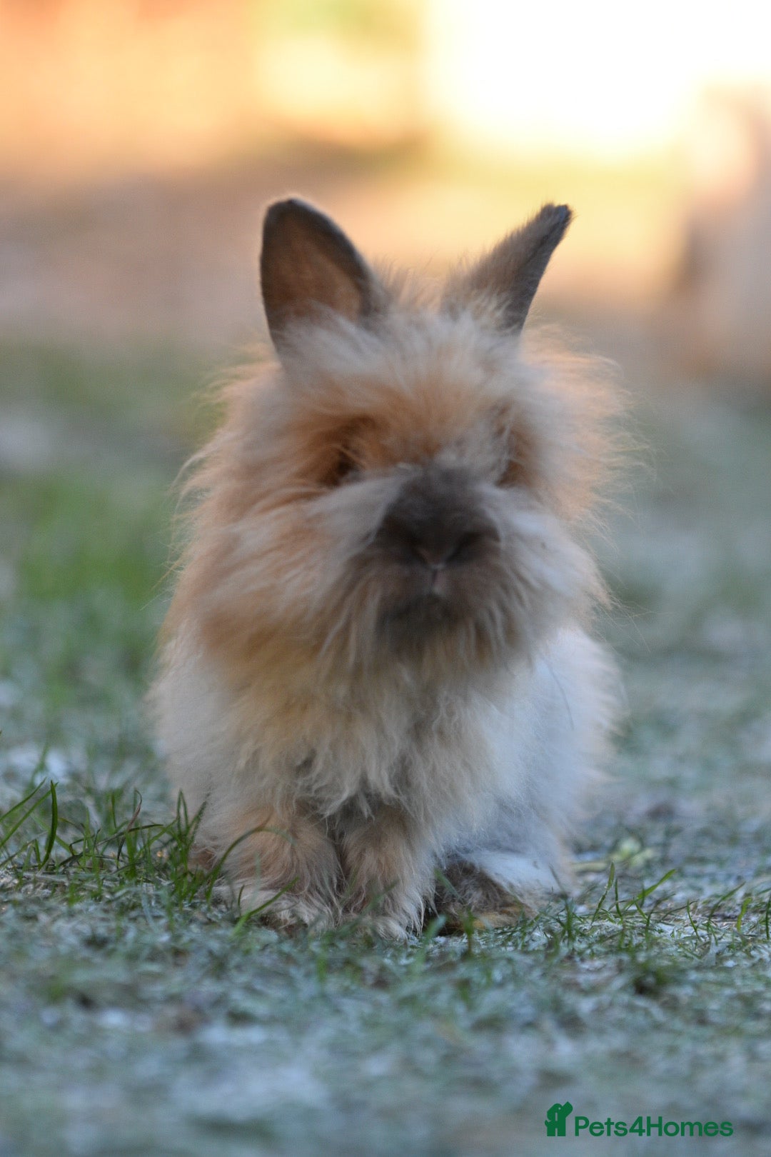 Angora rabbits for sale: French Imported Pedigree English Angoras - Advert 14