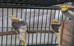 Cockatiels birds for sale: Cockatiels available - Image 4