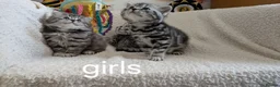 British Shorthair cats for sale: GCCF registered British Shorthair silver Tabby - Advert 7