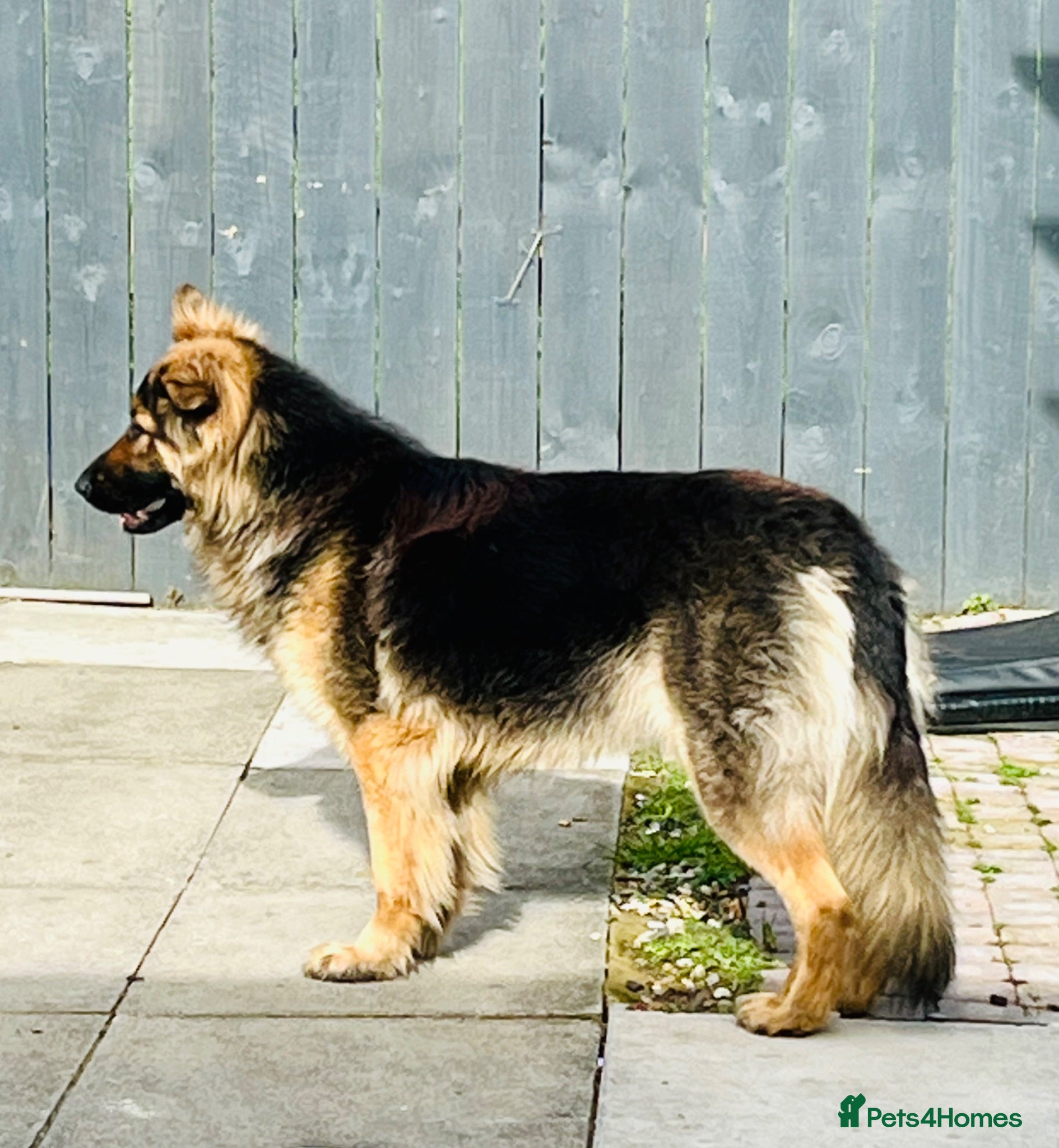 German Shepherd dogs German shepherd only Stud wanted asap. - Advert 1
