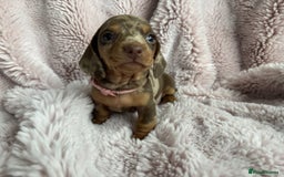 Miniature Dachshund dogs for sale: BEAUTIFUL MINIATURE DACHSHUNDS PUPPIES - Image 5