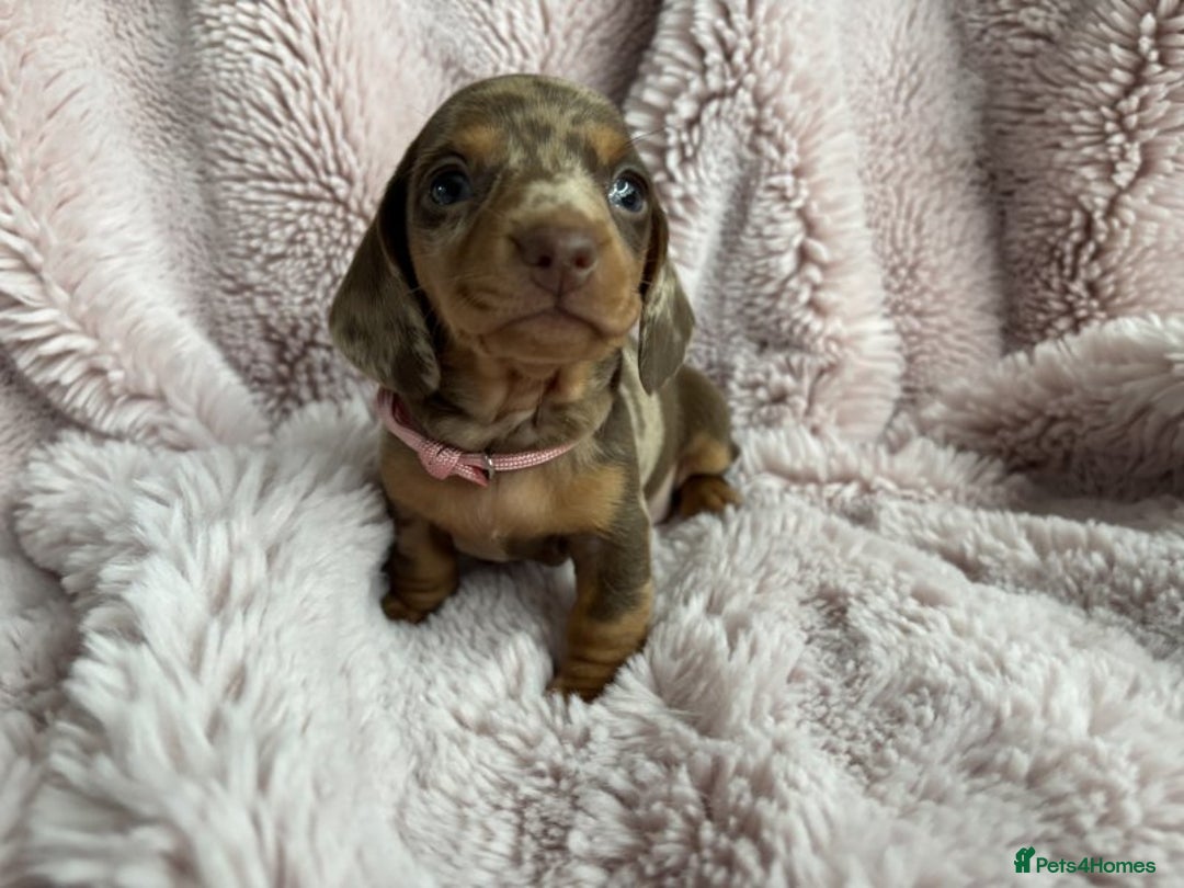 Miniature Dachshund dogs for sale: BEAUTIFUL MINIATURE DACHSHUNDS PUPPIES - Image 5