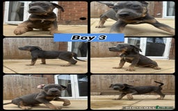 Cane Corso dogs for sale: Cane Corso, Italian mastiff pups  - Image 1