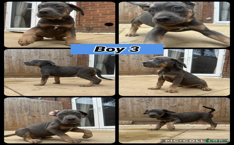 Cane Corso dogs - Advert 1