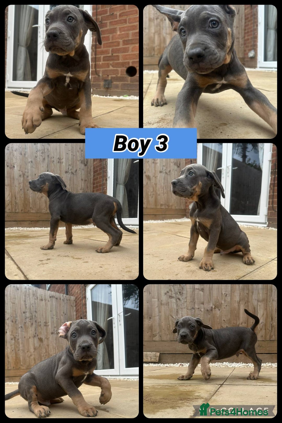 Cane Corso dogs for sale: Cane Corso, Italian mastiff pups  - Image 1