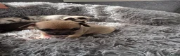 Chihuahua dogs for sale: Gorgeous Rare Pure Breed Chihuahua Puppies - Advert 11