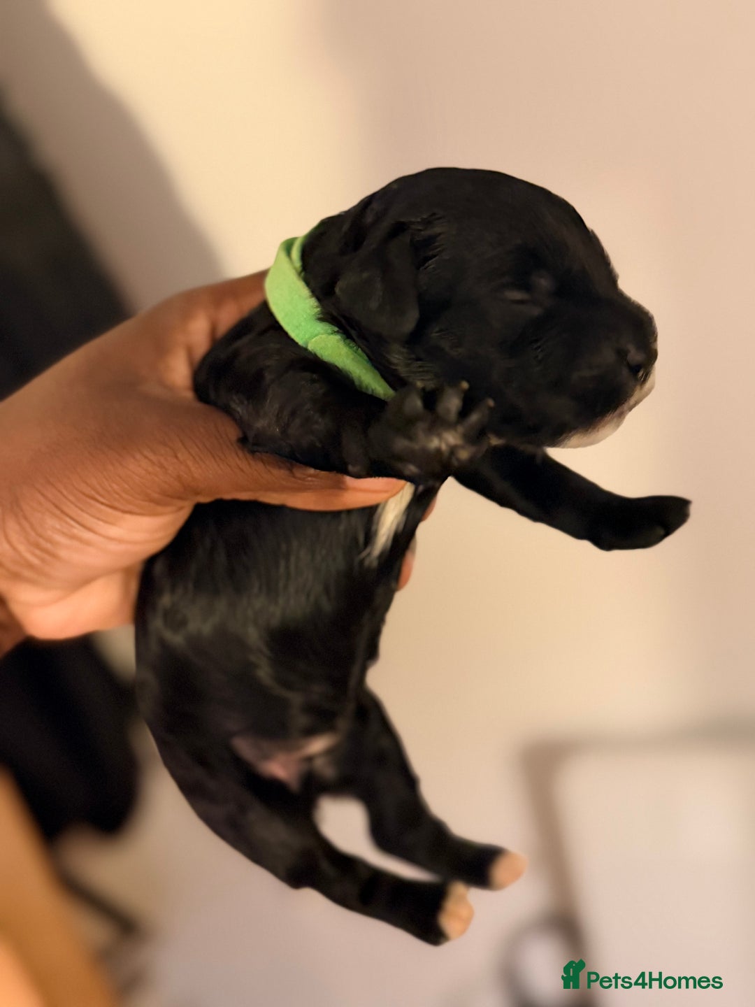 Cockapoo dogs for sale: Adorable Puppies Looking for Their Forever Homes! - Advert 17