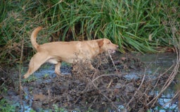 Labrador Retriever dogs for stud: ⭐️REGGIE⭐️ PROVEN KC REG WORKING LABRADOR STUD in Chelmsford - Image 13