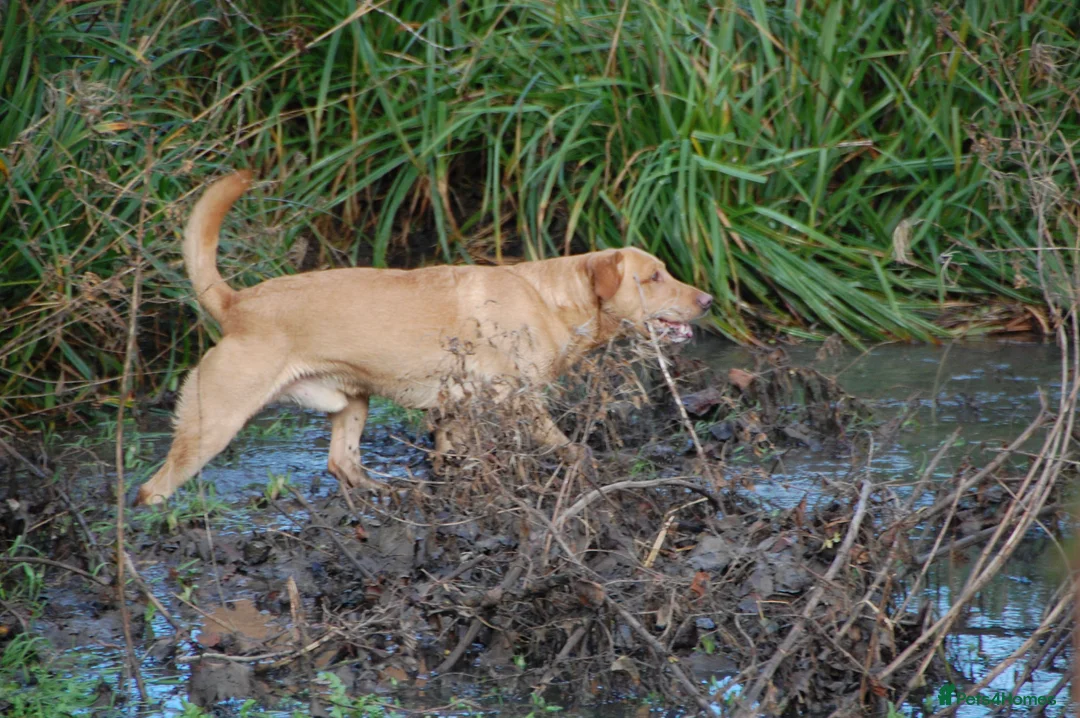 Labrador Retriever dogs for stud: ⭐️REGGIE⭐️ PROVEN KC REG WORKING LABRADOR STUD in Chelmsford - Advert 13