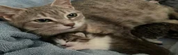 Mixed Breed cats for sale: Beautiful Lilac kittens  in Towcester - Advert 13