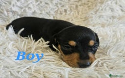 Miniature Dachshund dogs for sale: Miniature dachshund  - Image 2