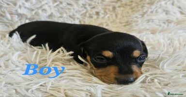 Miniature Dachshund dogs - Advert 1