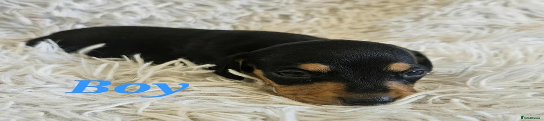 Black and Tan boy 
