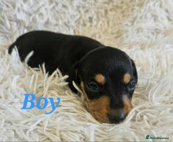 Miniature Dachshund dogs - Advert 1