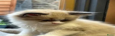 Ragdoll 1
