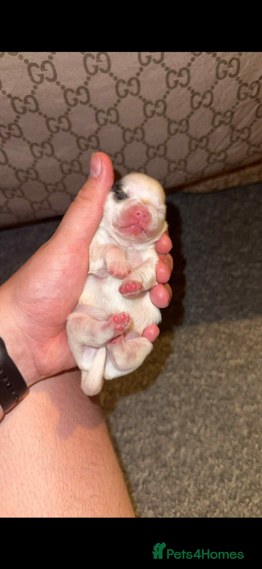 Shih Tzu dogs for sale: Shih tzu puppies - Image 2