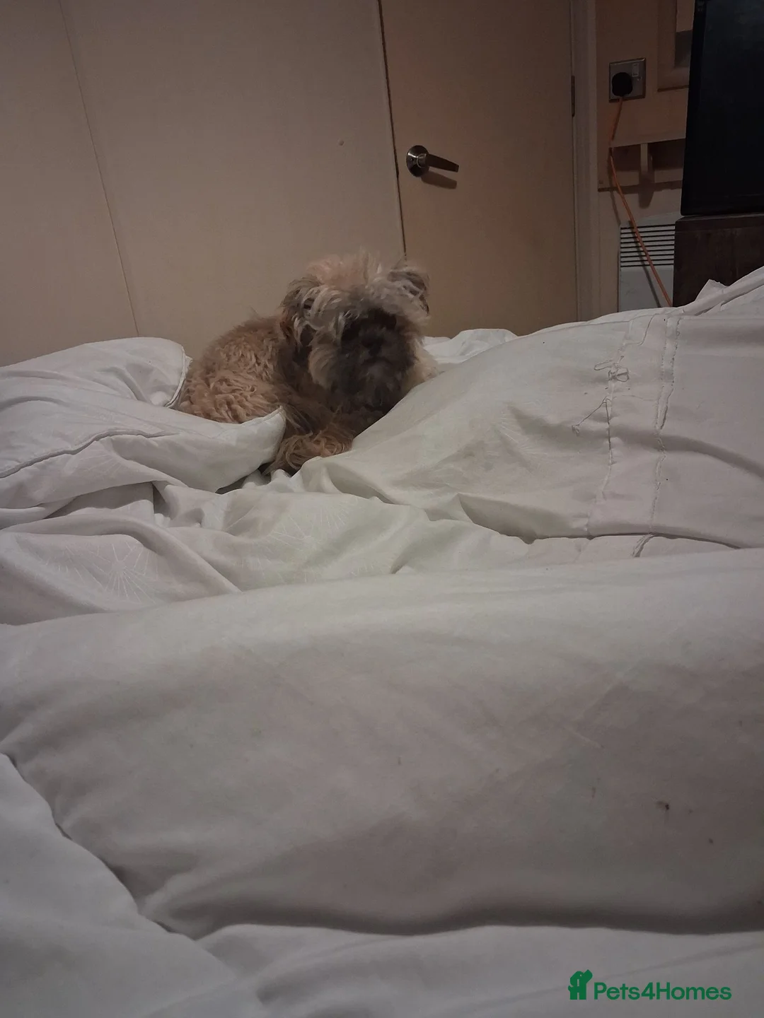 Shih Tzu dogs for sale: Female shi tzu  - Advert 4