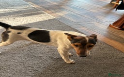 Fox Terrier dogs for adoption: Sweet Mizzo looking for LOVE - Image 19