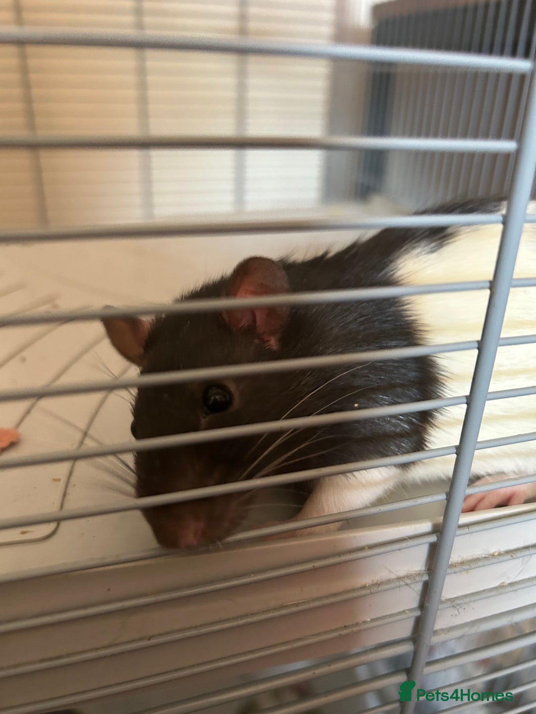 Rat rodents for sale: 2 Male Rats and Cage - Image 5