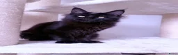 Maine Coon cats for sale: SHOW QUALITY MAINE COON GIRL 🖤♥️ - Advert 6