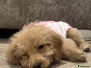 Cockapoo dogs Small cockapoo girl willow - Advert 5