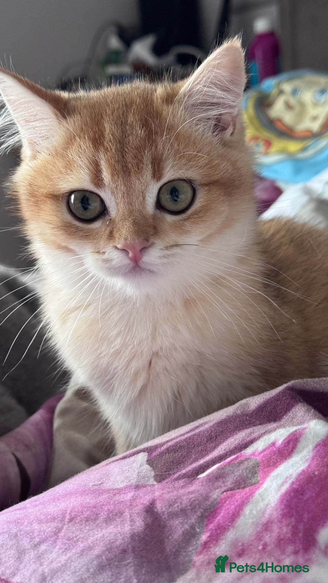 British Shorthair cats for sale: GCCF BSH ONE BOY READY TO GO GOLDEN BLACK TIPPED  - Advert 23