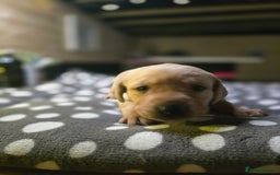 Labrador Retriever dogs for sale: Beautiful Labradors. Ready in time for Christmas - Image 17