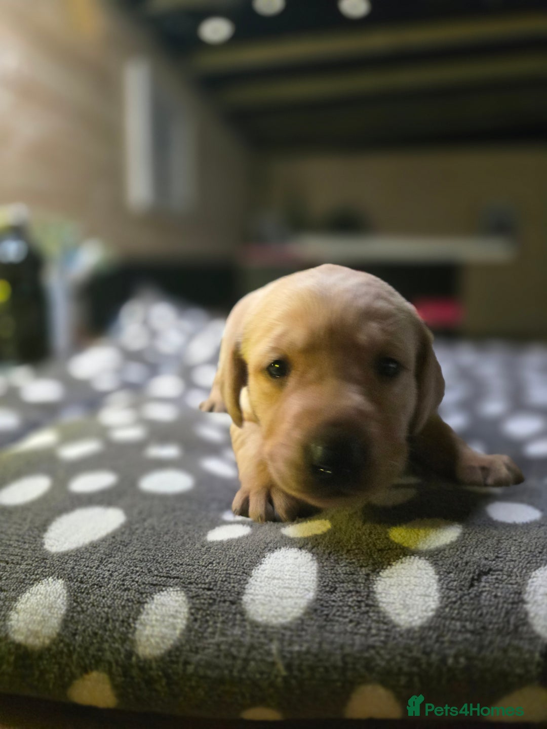 Labrador Retriever dogs for sale: Beautiful Labradors. Ready in time for Christmas - Image 17