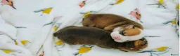 English Bulldog dogs for sale: Beautiful English Bulldog Puppies  in Swindon - Advert 6