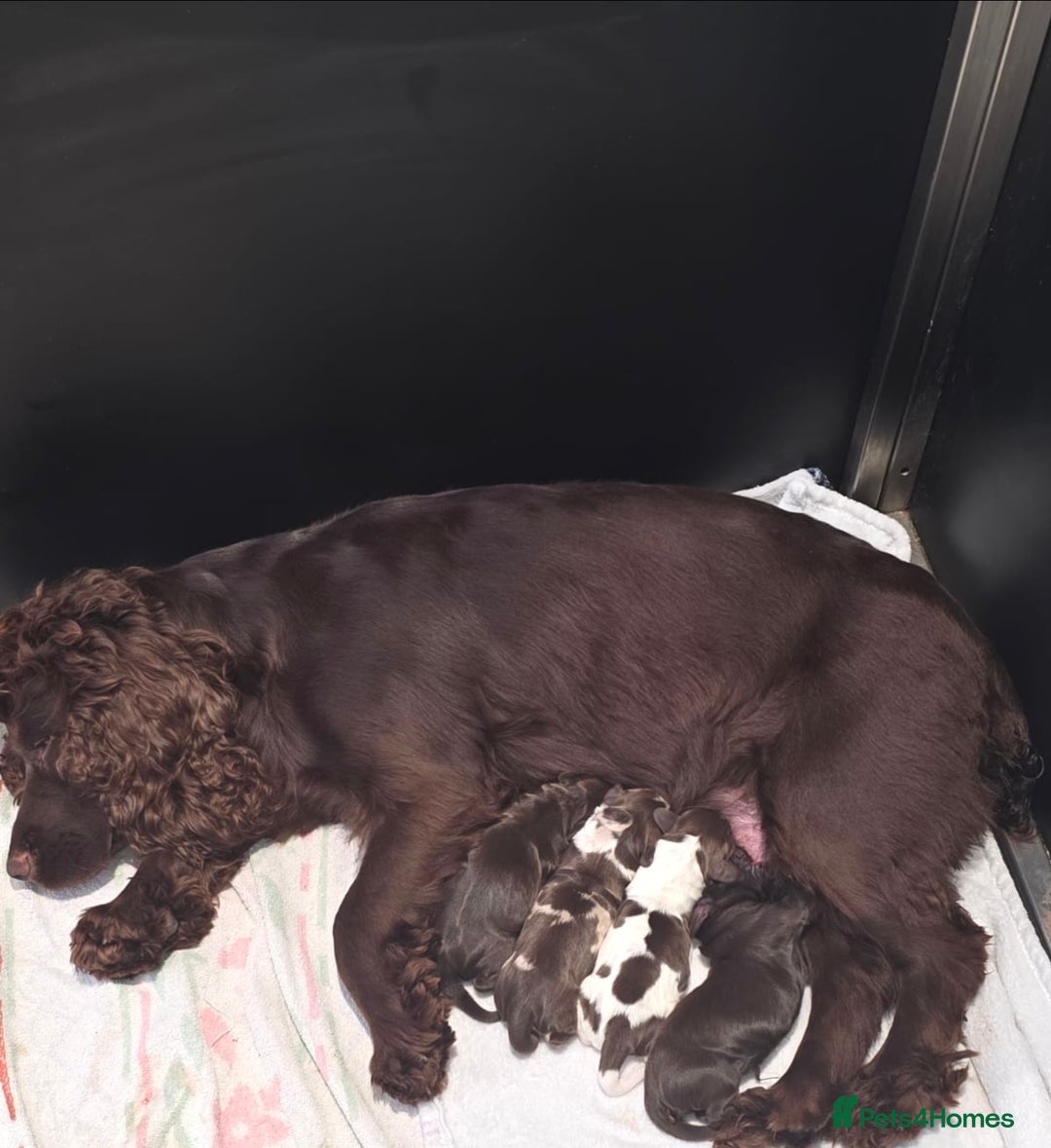 Cocker Spaniel dogs for sale: Cocker Spaniel puppies - Advert 10