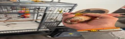 Conures birds for sale: Red factor, yellow sided pineapple conure - Advert 29