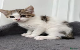 Norwegian Forest Cat cats for sale: Last beautiful girl  - Image 4